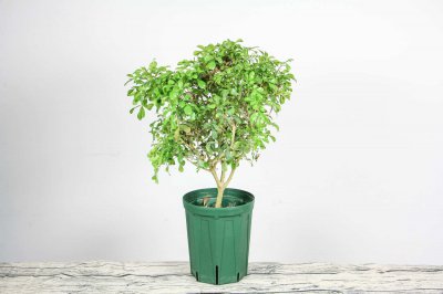 米兰花有毒吗 米兰花客厅摆放技巧