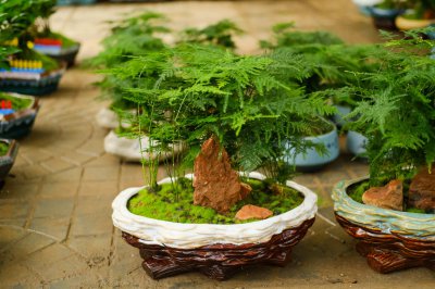 文竹摆放数量影响风水吗 家庭养护五大关键点