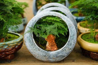 文竹适合家庭养护吗 盆栽绿植养护技巧