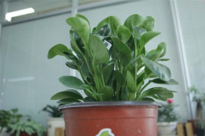 豆瓣绿叶片开裂原因解析 豆瓣绿开裂处理养护技巧