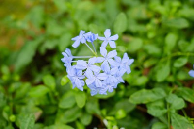 蓝雪花棒棒糖制作 蓝雪花造型养护技巧