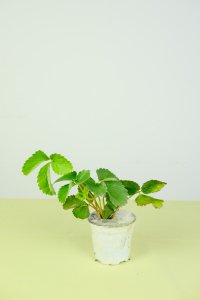 草莓种子催芽技巧 草莓育苗方法解析
