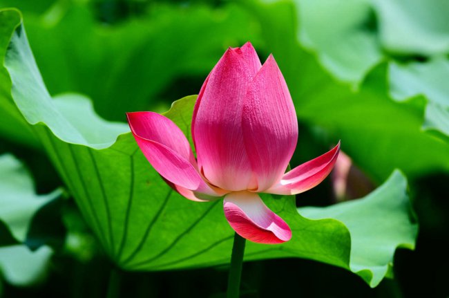 莲花中的莲子能吃吗