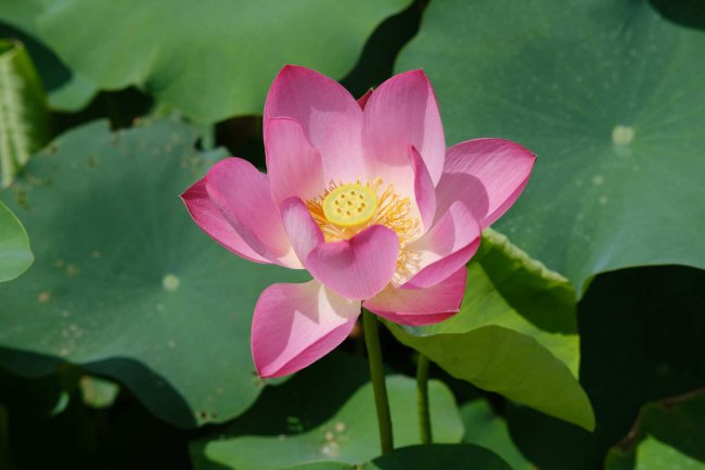 莲花中的莲子能吃吗