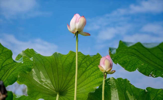 莲花中的莲子能吃吗