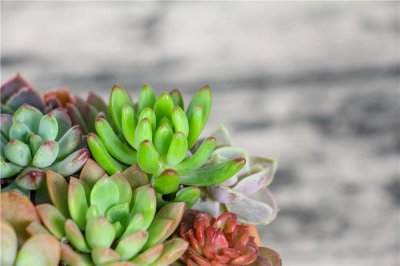多肉叶子变软 多肉植物软叶救治方案