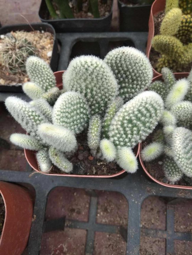 仙人掌的资料