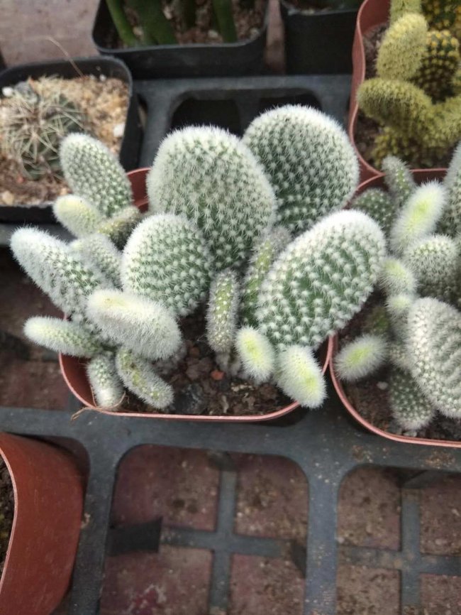仙人掌的资料