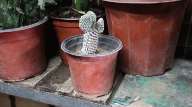 仙人掌的介绍