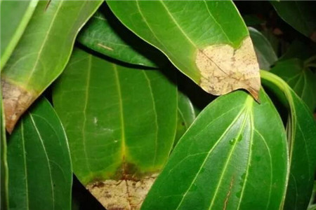 黄叶烂根不开花？只需2步就解决
