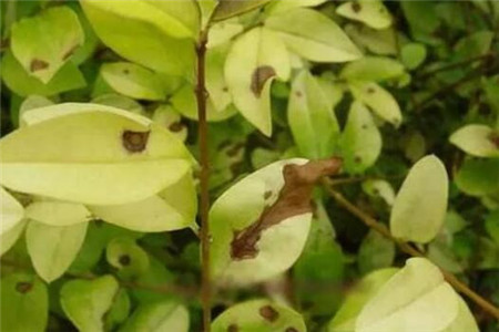 黄叶烂根不开花？只需2步就解决