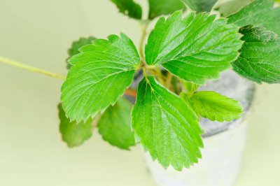 草莓食用禁忌解析 草莓孕妇饮食指南