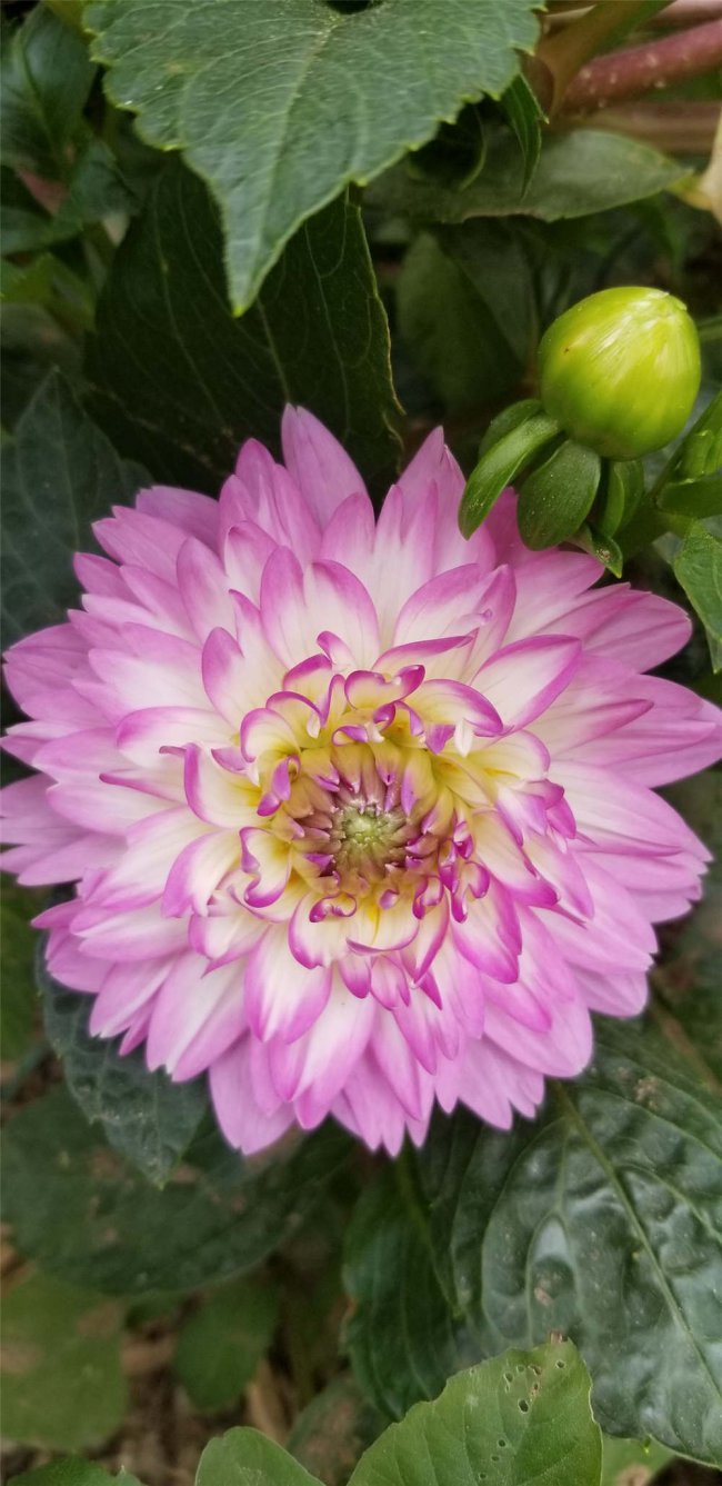 大丽花不开花怎么办