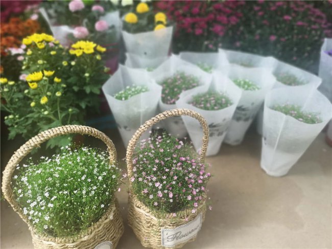 满天星不开花是怎么回事