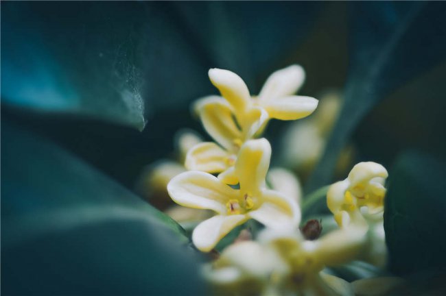 桂花不开花是什么原因