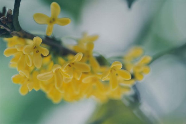桂花不开花是什么原因