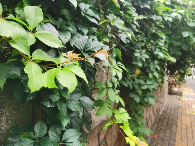 盆栽爬山虎多久浇水一次