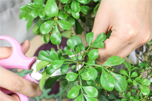 米兰不开花是什么原因
