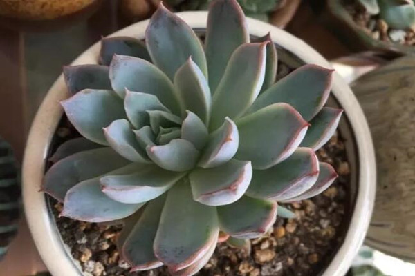家里的花长成歪脖子树？学这1招
