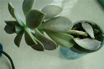 植物歪斜矫正技巧 多肉君子兰10天复型秘诀