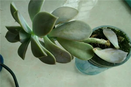 家里的花长成歪脖子树？学这1招