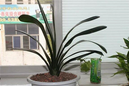 家里的花长成歪脖子树？学这1招
