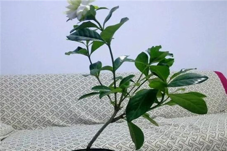 家里的花长成歪脖子树？学这1招