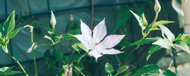 为什么铁线莲不开花