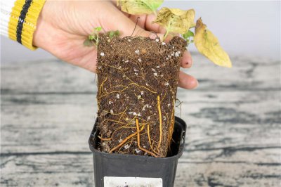 铁线莲不开花 铁线莲4大养护误区解析