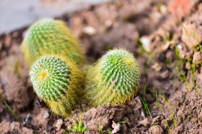 仙人掌不开花原因解析 仙人掌养护开花技巧