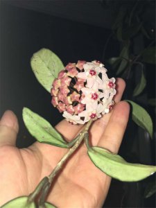 球兰为何不开花？球兰养护五大关键解析