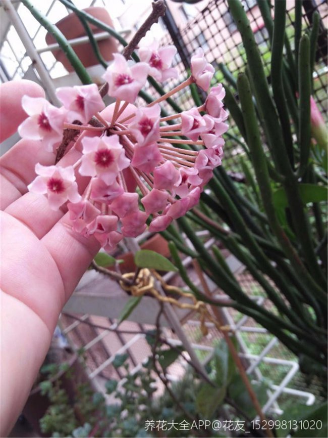 球兰不开花的原因