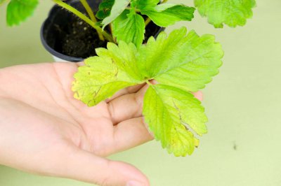 草莓怎么清洗更安全 草莓冰箱保存技巧解析