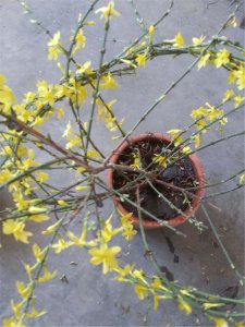 迎春花为何不开花 迎春花养护难题破解
