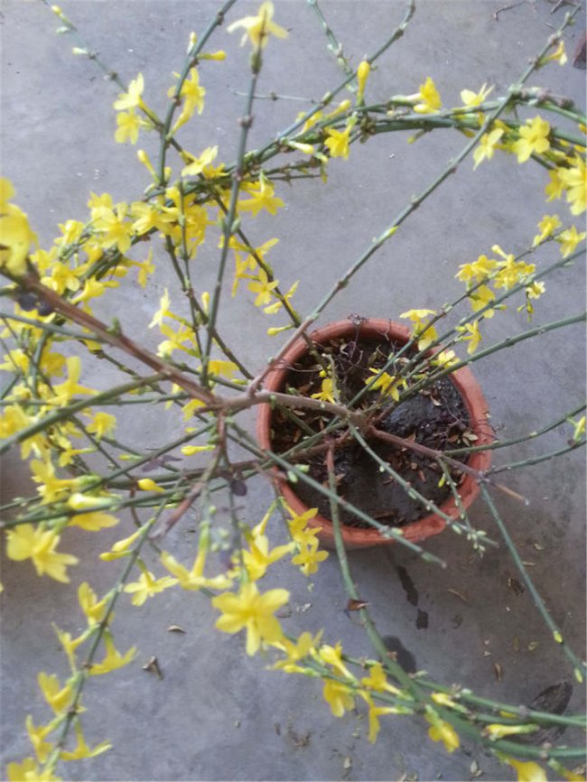 迎春花不开花是怎么回事