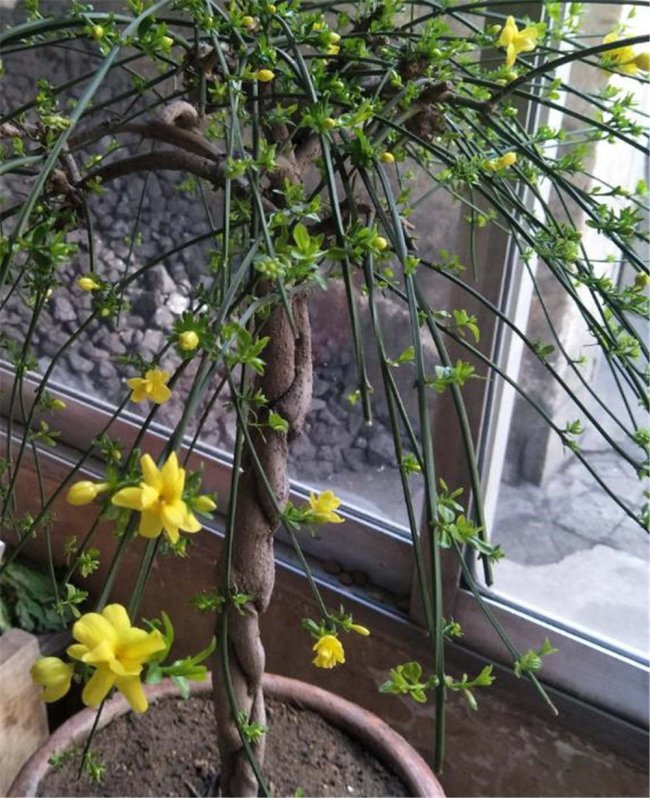 迎春花不开花是怎么回事