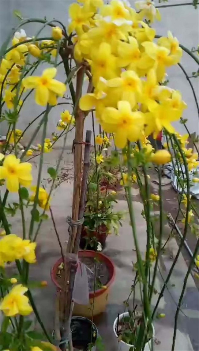 迎春花不开花是怎么回事