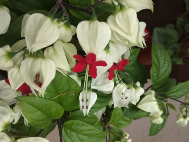 龙吐珠不开花怎么办