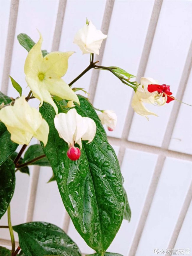 龙吐珠不开花怎么办