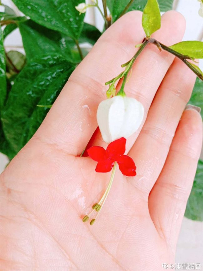 龙吐珠不开花怎么办