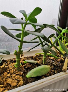 玉树不开花原因 玉树养护技巧解析