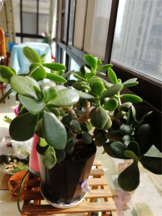 玉树不开花是什么原因