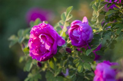 玫瑰花茶怎么泡最好 玫瑰花养生茶冲泡技巧