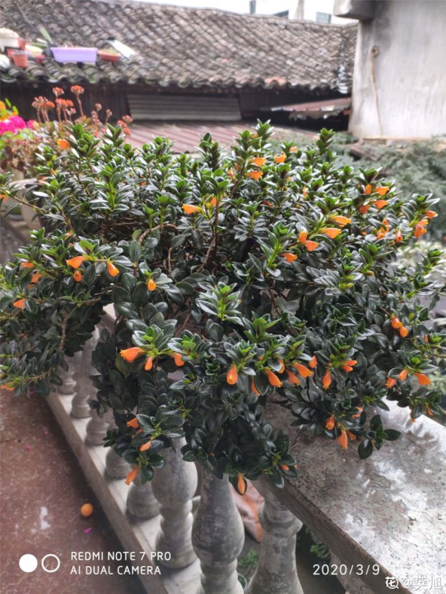 金鱼吊兰徒长怎么办