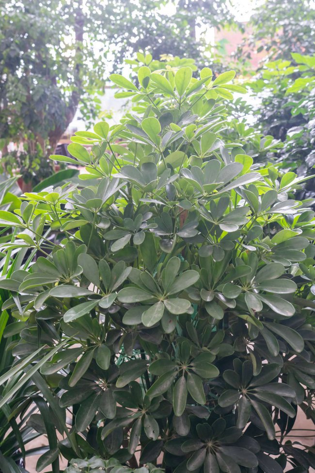 怎么让鸭掌木多分枝