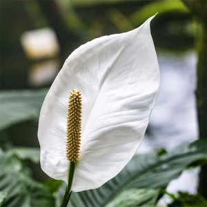 白掌叶子发软 白掌叶片萎蔫原因与救治技巧