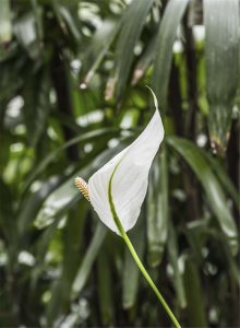 白掌蔫软急救指南 白掌复活养护全攻略