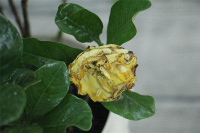 栀子花不开花原因 栀子花养护技巧解析