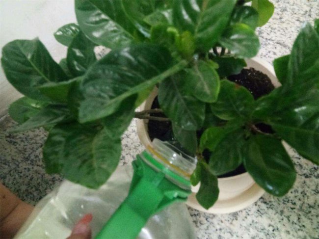 栀子花为什么不开花