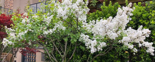 丁香花怎么泡茶喝